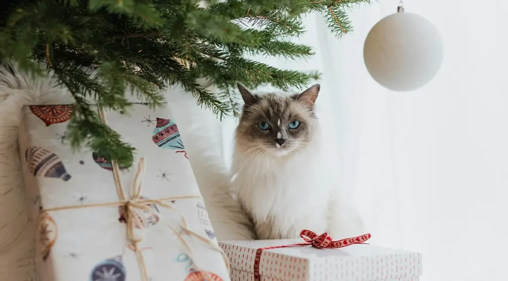 cutest cat breeds