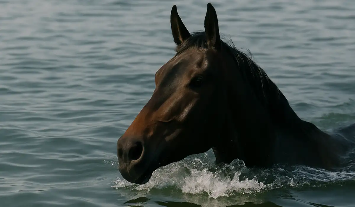 Can Horses Swim? The Surprising Truth About Equines in Water